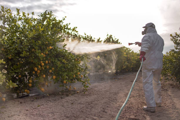 Best Insect Control  in Wescosville, PA